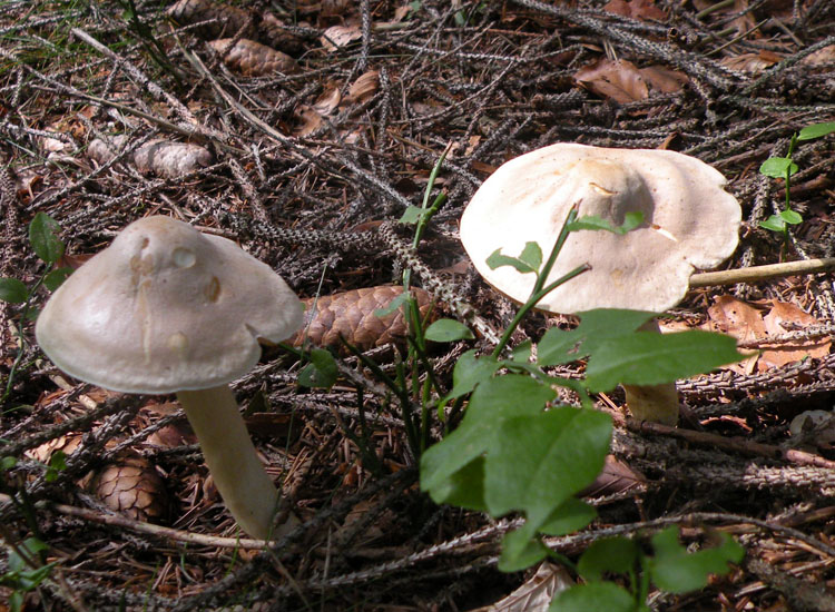 Clitocybe, forse: dealbata o inornata?